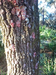 Herpothallon rubrocinctum