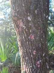 Herpothallon rubrocinctum