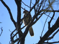Parabuteo unicinctus