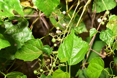 Ampelopsis glandulosa hancei