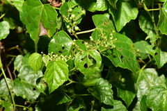Ampelopsis glandulosa hancei