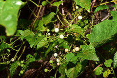 Ampelopsis glandulosa hancei