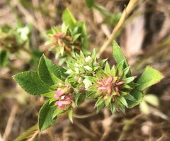 Trifolium scabrum