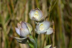 Thelymitra epipactoides
