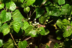 Ampelopsis glandulosa hancei