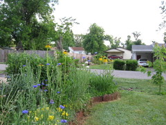 Echinacea paradoxa paradoxa