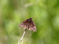 Erynnis
