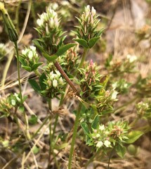 Trifolium scabrum