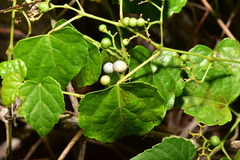 Ampelopsis glandulosa hancei