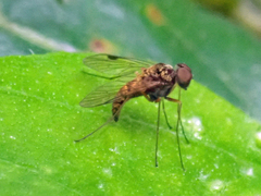 Chrysopilus