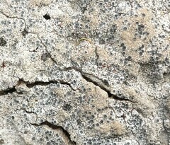 Lecanora pseudistera