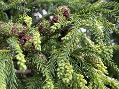 Cryptomeria japonica