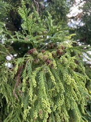 Cryptomeria japonica