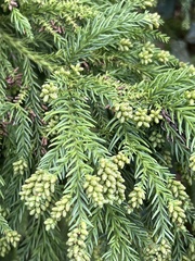 Cryptomeria japonica