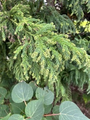 Cryptomeria japonica