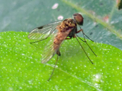 Chrysopilus