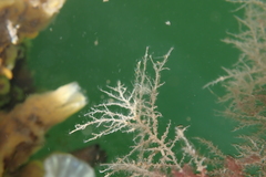 Hydrozoa