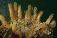 Hymeniacidon perlevis