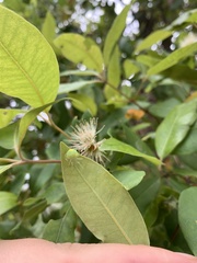Araneus circulissparsus