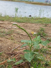 Heliotropium indicum