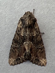 Mniotype occidentalis