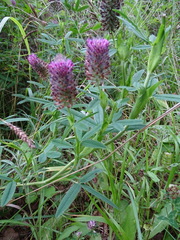 Trifolium rubens