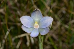 Thelymitra epipactoides