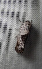 Eupselia carpocapsella