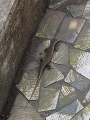 Eutropis carinata