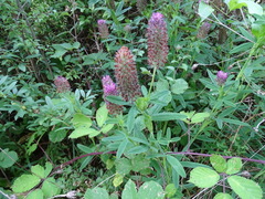 Trifolium rubens