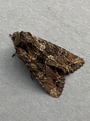 Mniotype occidentalis