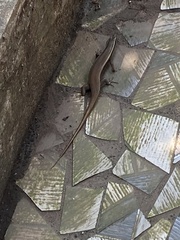 Eutropis carinata