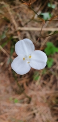 Libertia mooreae