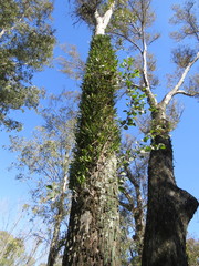 Microgramma mortoniana