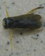 Corixini