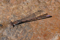 Argia pallens