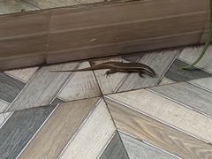 Eutropis carinata