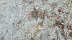 Gloydius ussuriensis