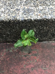 Ficus
