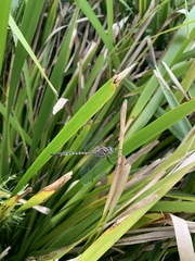 Hemicordulia australiae