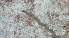 Gloydius ussuriensis