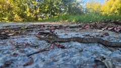 Gloydius ussuriensis