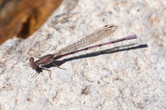 Argia pallens