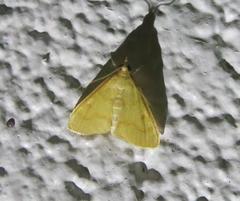 Helvibotys helvialis
