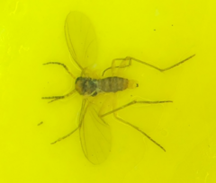 Aphidoletes aphidimyza