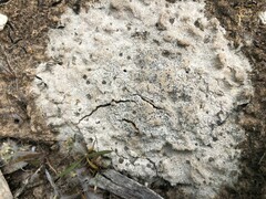Lecanora pseudistera
