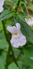Nemesia floribunda