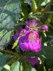 Impatiens textorii