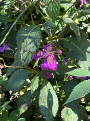 Impatiens textorii