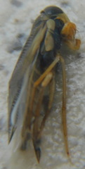 Corixini
